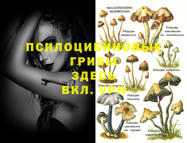 сатива Волоколамск