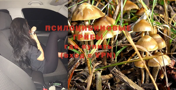 сатива Волоколамск